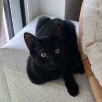 Naiko, adorable chaton à l'adoption #0