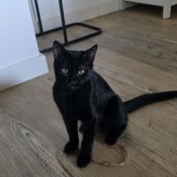Naiko, adorable chaton à l'adoption #3