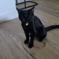 Naiko, adorable chaton à l'adoption #4