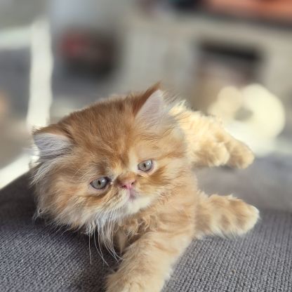Chatons persans #2