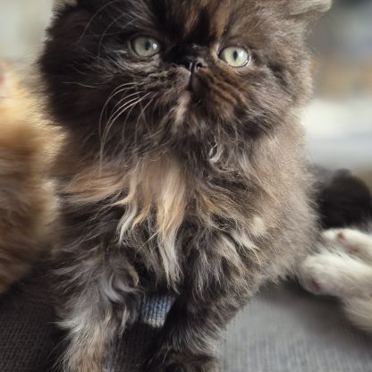 Chatons persans #3