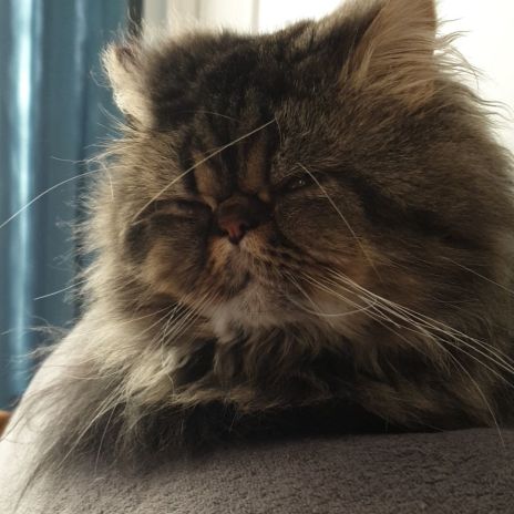 Chatons persans #5