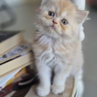 Chatons persans