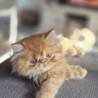 Chatons persans #2