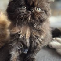 Chatons persans #3