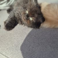 Chatons persans #4