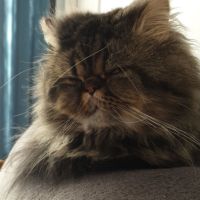 Chatons persans #5