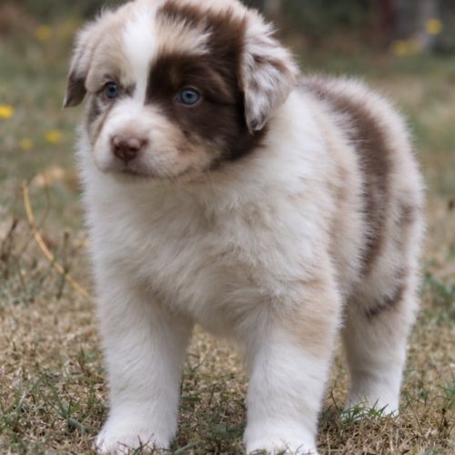 Chiots bergers australiens