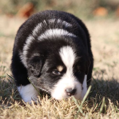 Chiots bergers australiens
