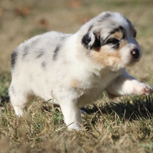 Chiots bergers australiens #3