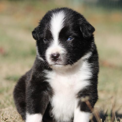 Chiots bergers australiens #4