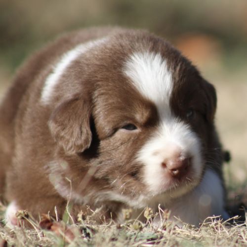Chiots bergers australiens #5