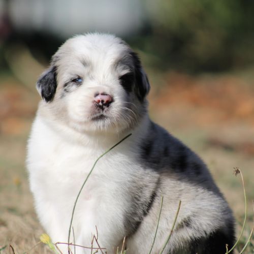 Chiots bergers australiens #6