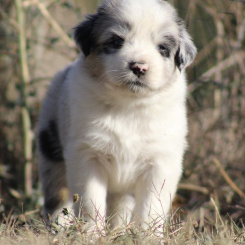 Chiots bergers australiens