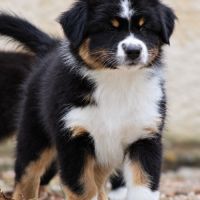Chiots bergers australiens