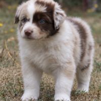 Chiots bergers australiens