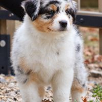 Chiots bergers australiens