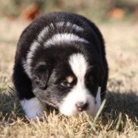 Chiots bergers australiens