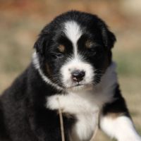 Chiots bergers australiens #2