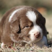 Chiots bergers australiens #5