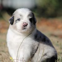 Chiots bergers australiens #6