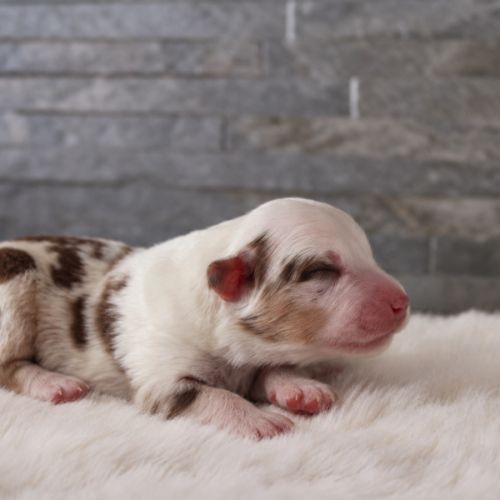 Chiots bergers australiens