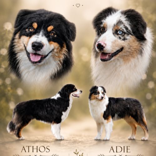Chiots bergers australiens #2
