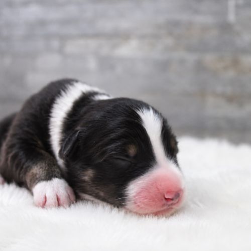 Chiots bergers australiens #3