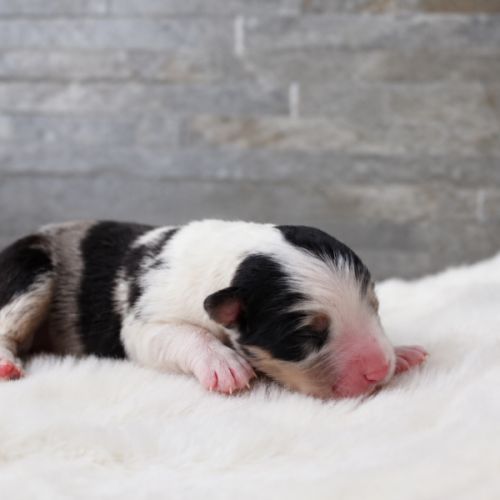 Chiots bergers australiens #4