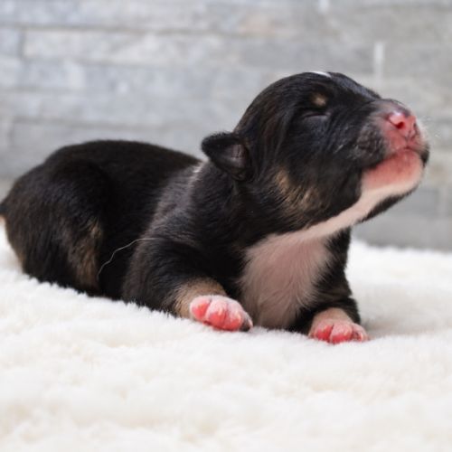 Chiots bergers australiens #5
