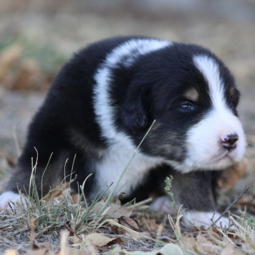 Chiots bergers australiens