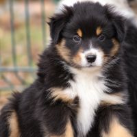 Chiots bergers australiens