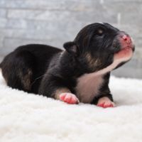 Chiots bergers australiens #5