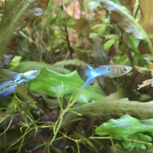 Guppys endler males #0