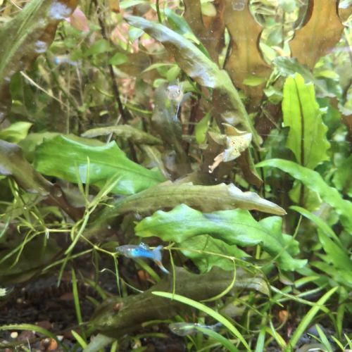 Guppys endler males #2