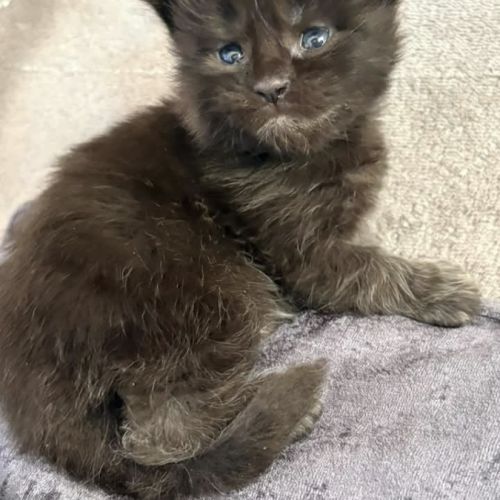 Chatons maine coon #1