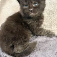Chatons maine coon #1