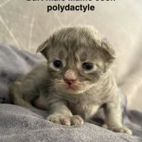 Chatons maine coon