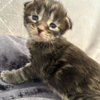 Chatons maine coon #3