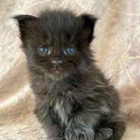 Chatons maine coon