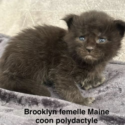 Adorables chatons maine coon #0