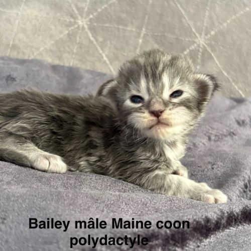Adorables chatons maine coon #2