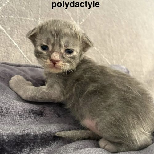 Adorables chatons maine coon #3