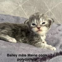 Adorables chatons maine coon #2