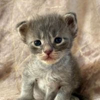 Adorables chatons maine coon