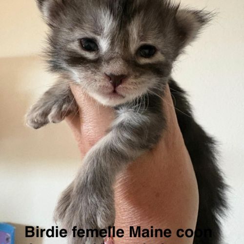 Magnifiques chatons maine coon #0