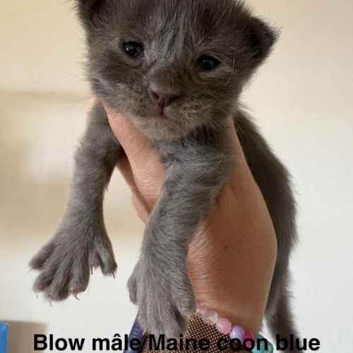 Magnifiques chatons maine coon #3