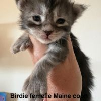 Magnifiques chatons maine coon