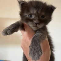 Magnifiques chatons maine coon #2