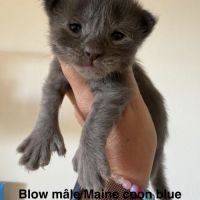 Magnifiques chatons maine coon #3